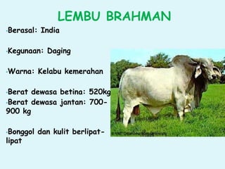 LEMBU BRAHMAN
•Berasal: India
•Kegunaan: Daging
•Warna: Kelabu kemerahan
•Berat dewasa betina: 520kg
•Berat dewasa jantan: 700-
900 kg
•Bonggol dan kulit berlipat-
lipat
 