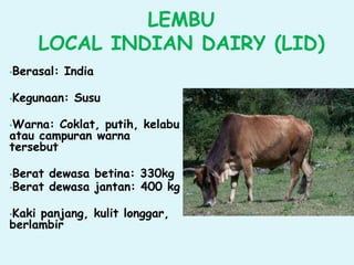 LEMBU
LOCAL INDIAN DAIRY (LID)
•Berasal: India
•Kegunaan: Susu
•Warna: Coklat, putih, kelabu
atau campuran warna
tersebut
•Berat dewasa betina: 330kg
•Berat dewasa jantan: 400 kg
•Kaki panjang, kulit longgar,
berlambir
 