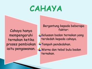 Cahaya hanya
mempengaruhi
ternakan ketika
proses pembiakan
iaitu pengawanan.
Bergantung kepada beberapa
faktor:
Keluasan badan ternakan yang
terdedah kepada cahaya.
Tempoh pendedahan.
Warna dan tebal bulu badan
ternakan.
 