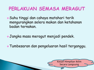  Suhu tinggi dan cahaya matahari terik
mengurangkan selera makan dan ketahanan
badan ternakan.
 Jangka masa meragut menjadi pendek.
 Tumbesaran dan pengeluaran hasil terganggu.
Kesan Himpitan Iklim
Secara Langsung
 