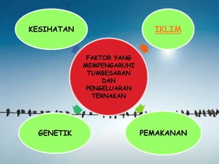FAKTOR YANG
MEMPENGARUHI
TUMBESARAN
DAN
PENGELUARAN
TERNAKAN
IKLIM
PEMAKANANGENETIK
KESIHATAN
 