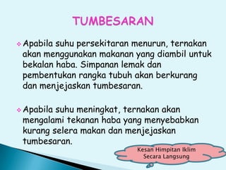  Apabila suhu persekitaran menurun, ternakan
akan menggunakan makanan yang diambil untuk
bekalan haba. Simpanan lemak dan
pembentukan rangka tubuh akan berkurang
dan menjejaskan tumbesaran.
 Apabila suhu meningkat, ternakan akan
mengalami tekanan haba yang menyebabkan
kurang selera makan dan menjejaskan
tumbesaran.
Kesan Himpitan Iklim
Secara Langsung
 