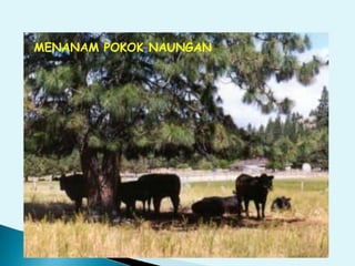 MENANAM POKOK NAUNGAN
 