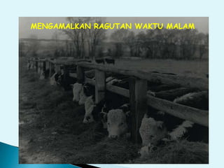 MENGAMALKAN RAGUTAN WAKTU MALAM
 