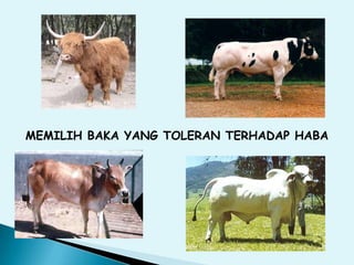 MEMILIH BAKA YANG TOLERAN TERHADAP HABA
 