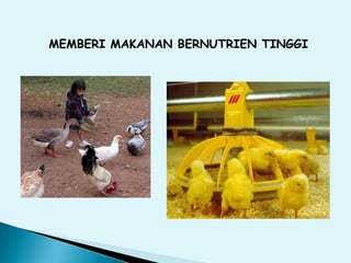 MEMBERI MAKANAN BERNUTRIEN TINGGI
 