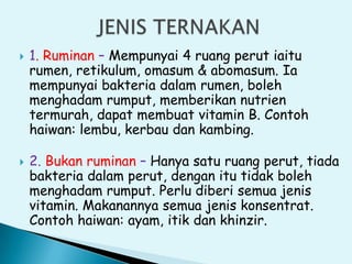  1. Ruminan – Mempunyai 4 ruang perut iaitu
rumen, retikulum, omasum & abomasum. Ia
mempunyai bakteria dalam rumen, boleh
menghadam rumput, memberikan nutrien
termurah, dapat membuat vitamin B. Contoh
haiwan: lembu, kerbau dan kambing.
 2. Bukan ruminan – Hanya satu ruang perut, tiada
bakteria dalam perut, dengan itu tidak boleh
menghadam rumput. Perlu diberi semua jenis
vitamin. Makanannya semua jenis konsentrat.
Contoh haiwan: ayam, itik dan khinzir.
 
