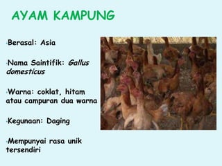 AYAM KAMPUNG
•Berasal: Asia
•Nama Saintifik: Gallus
domesticus
•Warna: coklat, hitam
atau campuran dua warna
•Kegunaan: Daging
•Mempunyai rasa unik
tersendiri
 
