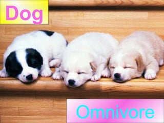 Omnivore Dog 