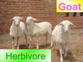 Herbivore Goat 