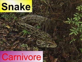 Carnivore Snake 