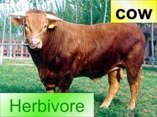Herbivore cow 