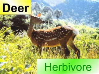 Herbivore Deer 