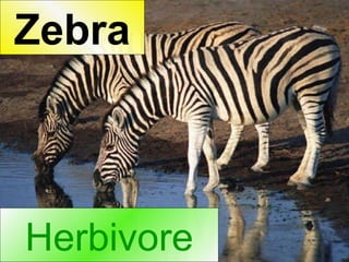 Herbivore Zebra 