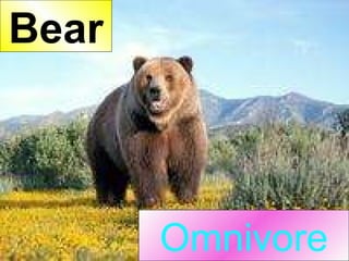 Omnivore Bear 