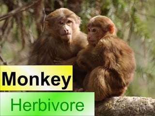 Herbivore Monkey 
