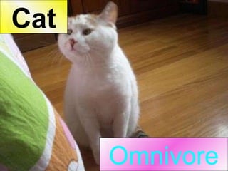 Omnivore Cat 