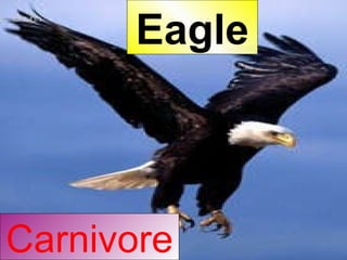 Carnivore Eagle 