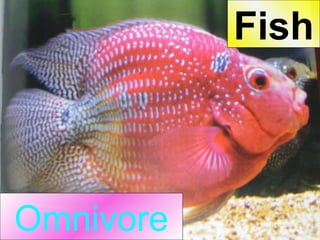 Omnivore Fish 