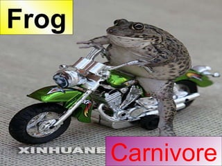 Carnivore Frog 