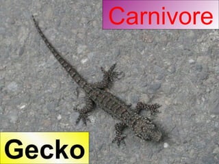 Carnivore Gecko 