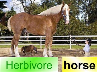 Herbivore horse 