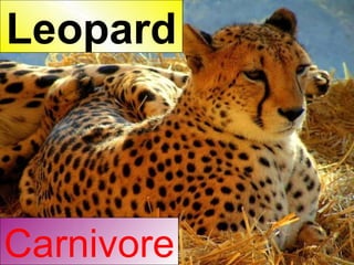 Carnivore Leopard 