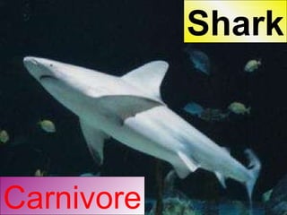 Carnivore Shark 
