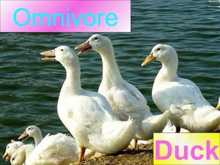 Omnivore Duck 