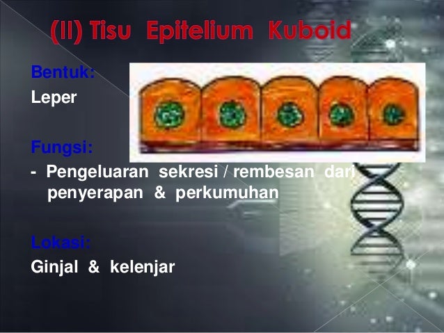 Fungsi Sel Tisu Dan Membran