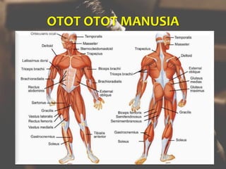 OTOT OTOT MANUSIA
 