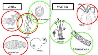 Nota Padat Sains KSSM Tingkatan 1 Bab 2.pptx