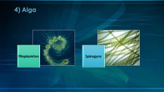 Sains Tahun 6: Unit 2 Mikroorganisma