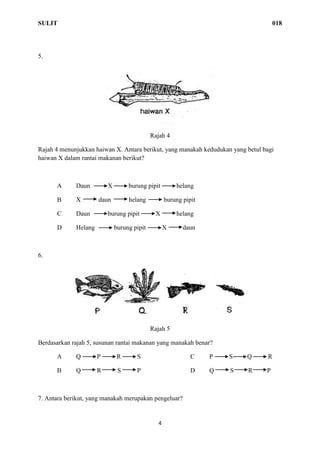 SULIT 018
4
5.
Rajah 4
Rajah 4 menunjukkan haiwan X. Antara berikut, yang manakah kedudukan yang betul bagi
haiwan X dalam rantai makanan berikut?
A Daun X burung pipit helang
B X daun helang burung pipit
C Daun burung pipit X helang
D Helang burung pipit X daun
6.
Rajah 5
Berdasarkan rajah 5, susunan rantai makanan yang manakah benar?
A Q P R S C P S Q R
B Q R S P D Q S R P
7. Antara berikut, yang manakah merupakan pengeluar?
 