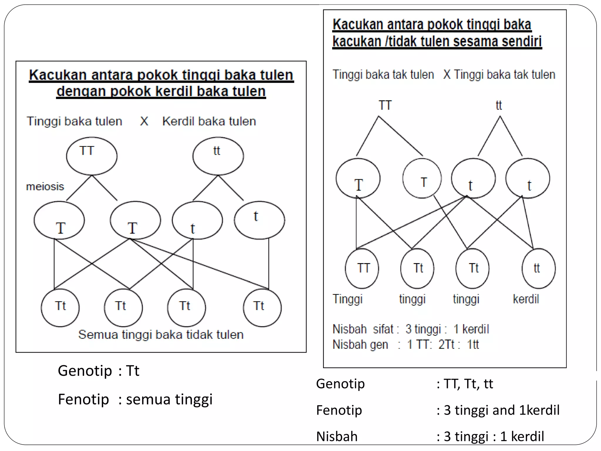 Genotip : Tt
Fenotip : semua tinggi
Genotip : TT, Tt, tt
Fenotip : 3 tinggi and 1kerdil
Nisbah : 3 tinggi : 1 kerdil
 