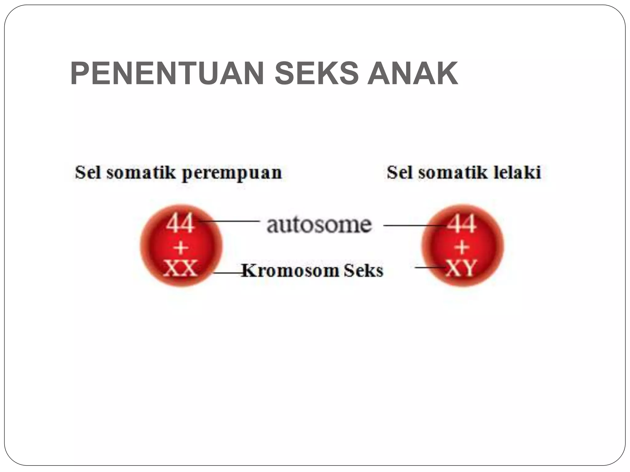 PENENTUAN SEKS ANAK
 