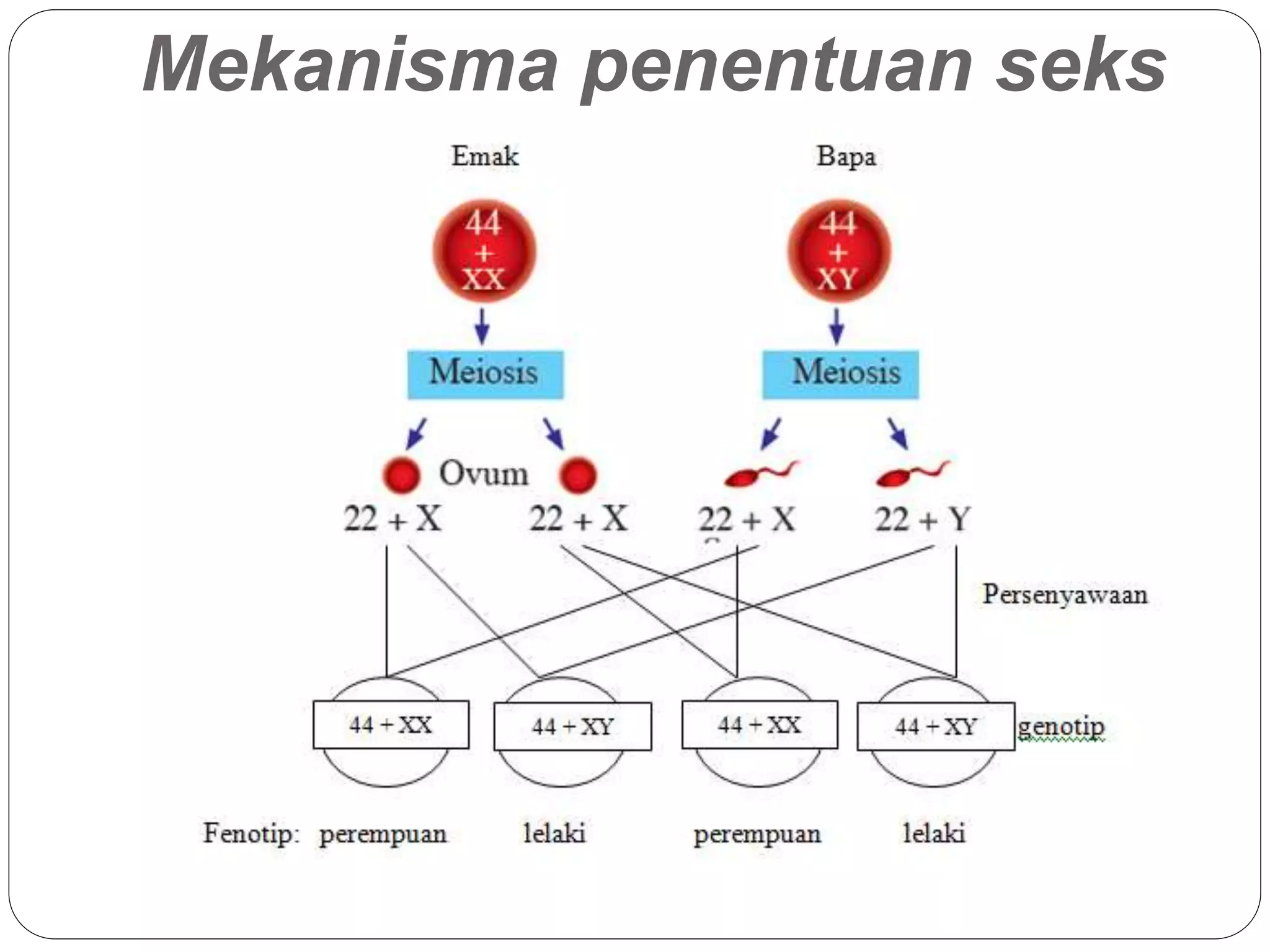 Mekanisma penentuan seks
 