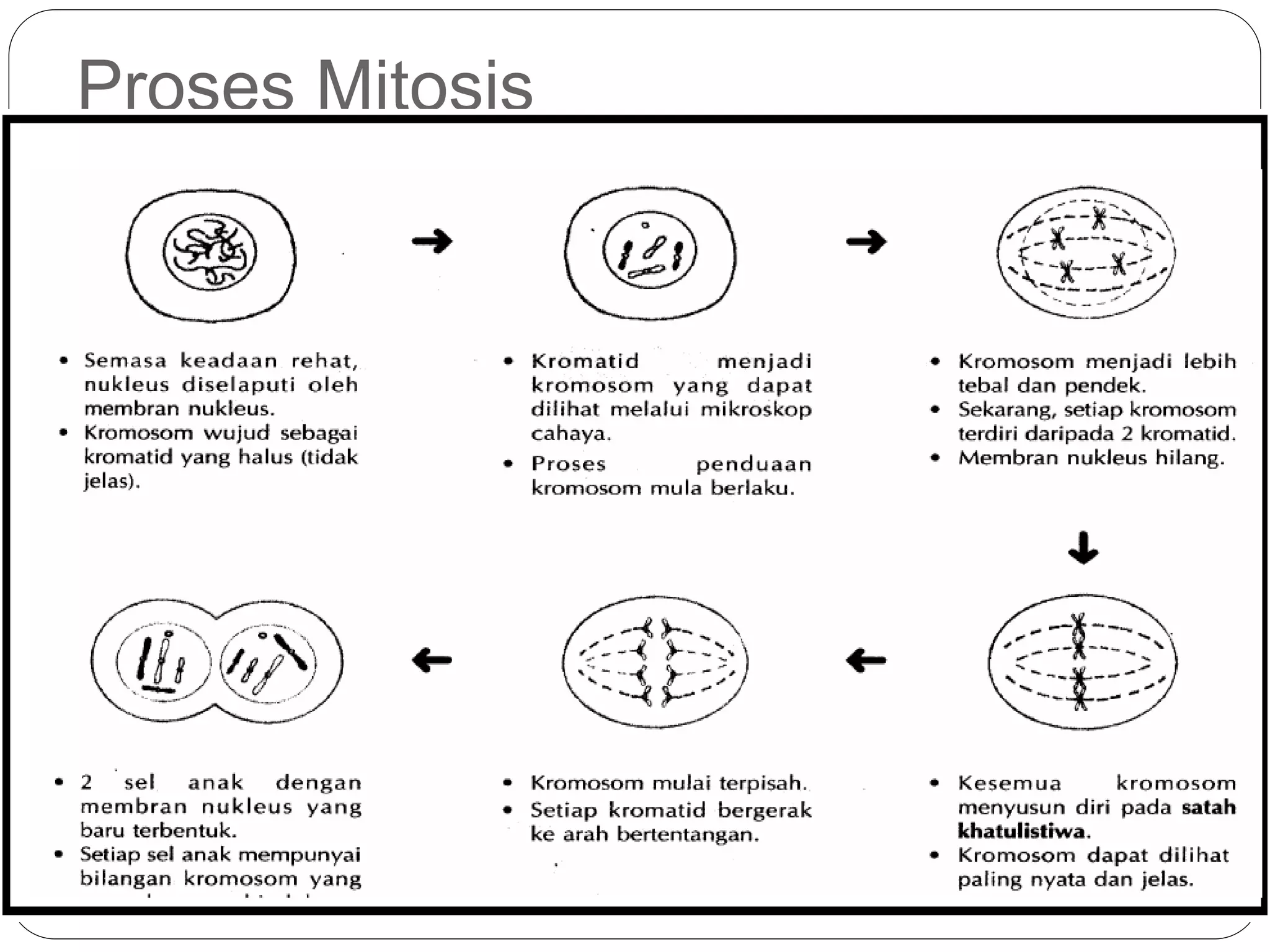 Proses Mitosis
 
