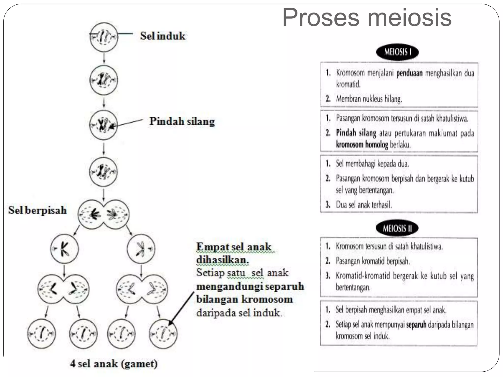 Proses meiosis
 
