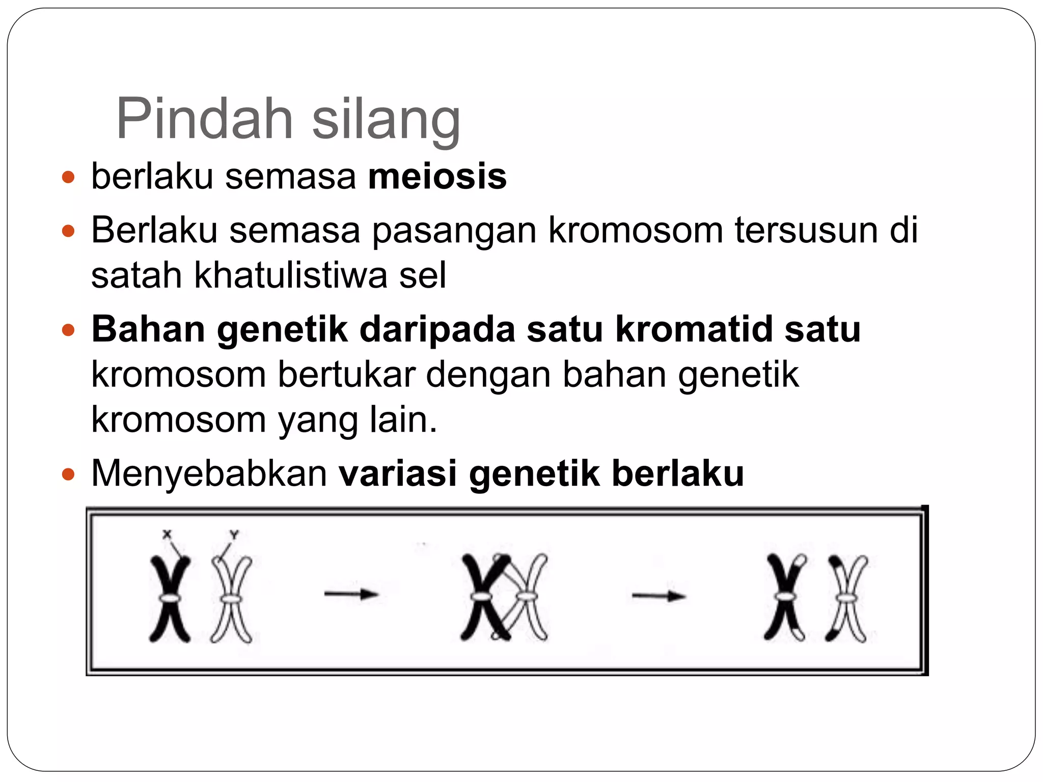 Pindah silang
 berlaku semasa meiosis
 Berlaku semasa pasangan kromosom tersusun di
satah khatulistiwa sel
 Bahan genetik daripada satu kromatid satu
kromosom bertukar dengan bahan genetik
kromosom yang lain.
 Menyebabkan variasi genetik berlaku
 