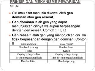 PRINSIP DAN MEKANISME PEWARISAN
SIFAT
 Ciri atau sifat manusia dikawal oleh gen
dominan atau gen resesif.
 Gen dominan ialah gen yang dapat
menunjukkan cirinya walaupun berpasangan
dengan gen resesif. Contoh : TT, Tt
 Gen resesif ialah gen yang menonjolkan ciri jika
tidak berpasangan dengan gen dominan. Contoh:
tt Sifat dominan Sifat resesif
Rambut kerinting Rambut lurus
Tinggi Kerdil
Cuping telinga bebas Cuping telinga lekap
Boleh menggulung lidah Tidak boleh menggulung lidah
Rambut hitam Rambut perang
 