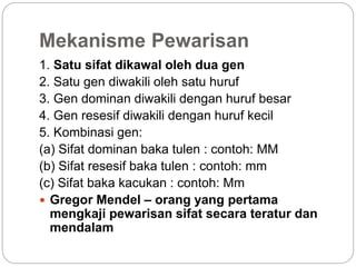 Mekanisme Pewarisan
1. Satu sifat dikawal oleh dua gen
2. Satu gen diwakili oleh satu huruf
3. Gen dominan diwakili dengan huruf besar
4. Gen resesif diwakili dengan huruf kecil
5. Kombinasi gen:
(a) Sifat dominan baka tulen : contoh: MM
(b) Sifat resesif baka tulen : contoh: mm
(c) Sifat baka kacukan : contoh: Mm
 Gregor Mendel – orang yang pertama
mengkaji pewarisan sifat secara teratur dan
mendalam
 