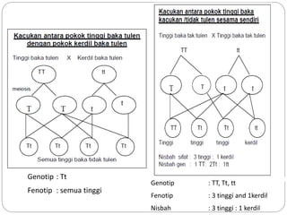 Genotip : Tt
Fenotip : semua tinggi
Genotip : TT, Tt, tt
Fenotip : 3 tinggi and 1kerdil
Nisbah : 3 tinggi : 1 kerdil
 