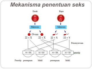 Mekanisma penentuan seks
 