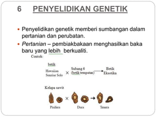 6 PENYELIDIKAN GENETIK
 Penyelidikan genetik memberi sumbangan dalam
pertanian dan perubatan.
 Pertanian – pembiakbakaan menghasilkan baka
baru yang lebih berkualiti.
 
