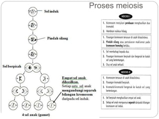 Proses meiosis
 