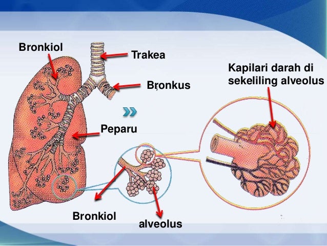 Sains tingkatan 3 sains bab 1 mekanisme pernafasan manusia