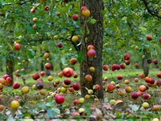 Source : https://www.facebook.com/agiszaloki/photos/a.394962020517233.108885.262164763796960/940443185969111/?type=1&theater
 