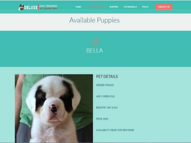 kijiji st bernard puppies