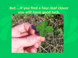 But …if you find a four-leaf clover you will have good luck. 